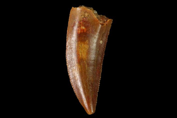 Serrated, Raptor Tooth - Real Dinosaur Tooth #160037